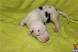 great dane puppy posted by sjmcclard