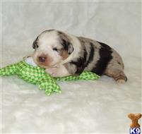 australian shepherd puppies for sale in tn miniature australian shepherd puppies for sale in tennessee australian shepherd puppies for sale in tn miniature australian shepherd puppies for sale in tennessee