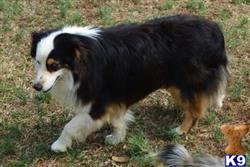 Miniature Australian Shepherd