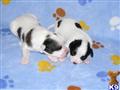 papillon puppy posted by sjones4831