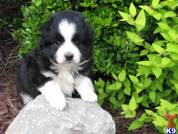 Miniature Australian Shepherd