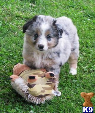 Miniature Australian Shepherd