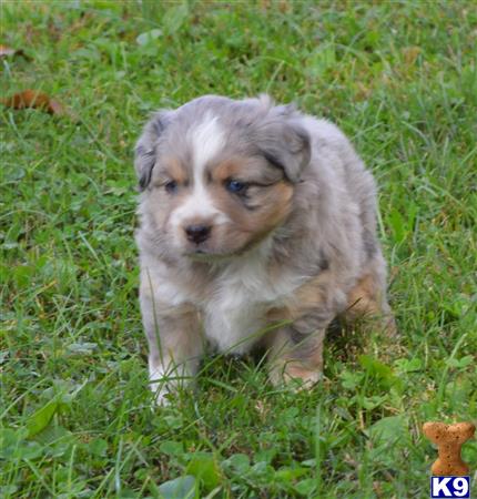 Miniature Australian Shepherd