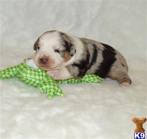 Miniature Australian Shepherd