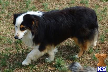 Miniature Australian Shepherd dog