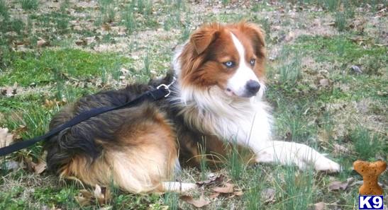 Miniature Australian Shepherd dog