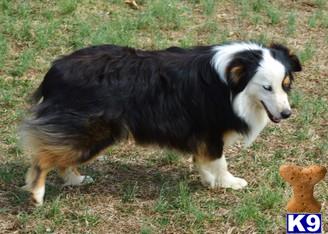 Miniature Australian Shepherd dog