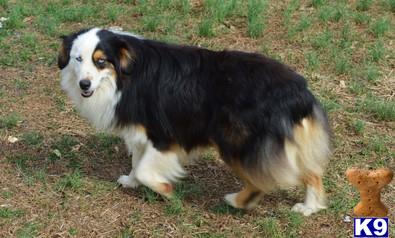 Miniature Australian Shepherd dog