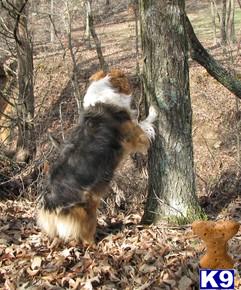 Miniature Australian Shepherd dog