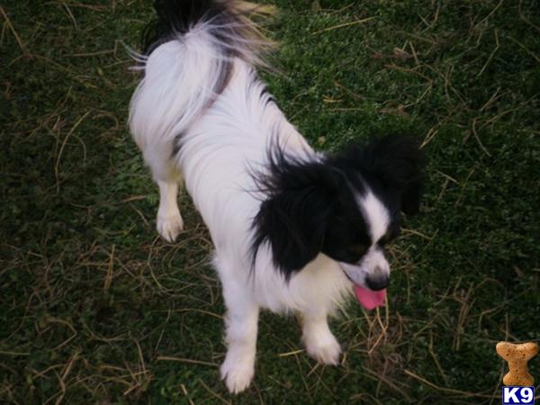 Papillon dog