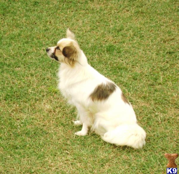 Papillon dog