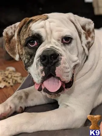 Old English Bulldog stud dog