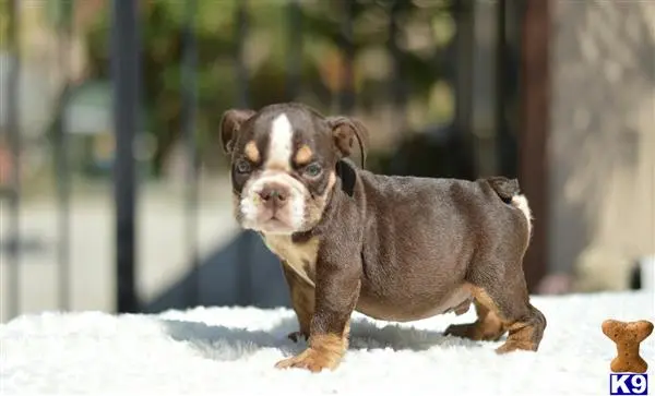 English Bulldog puppy for sale