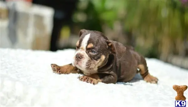 English Bulldog puppy for sale