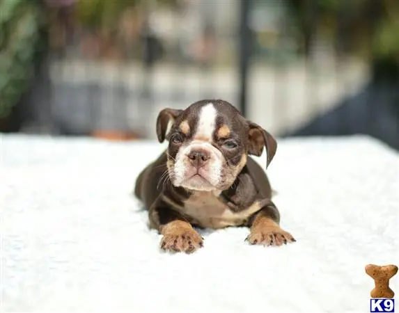 English Bulldog puppy for sale