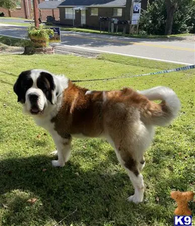 Saint Bernard stud dog