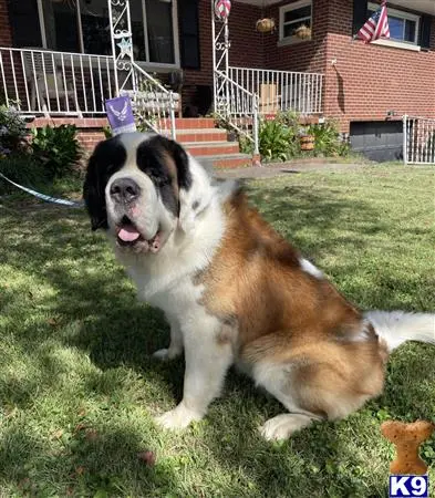 Saint Bernard stud dog