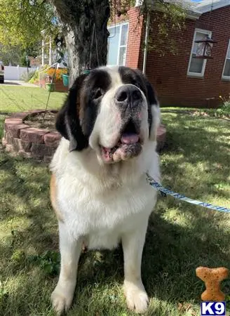 Saint Bernard stud dog