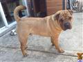 Bulldog stud dog: Tan Shar Pei standing on a concrete surface, looking curiously