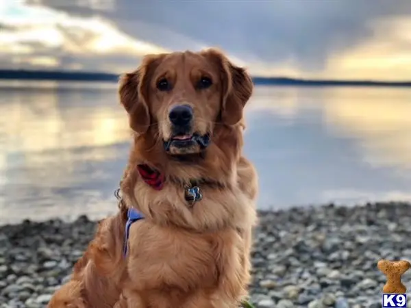 Golden Retriever stud dog