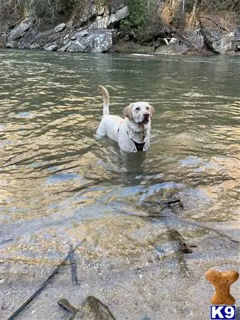 Labrador Retriever stud dog