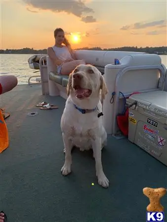 Labrador Retriever stud dog