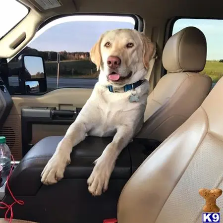 Labrador Retriever stud dog