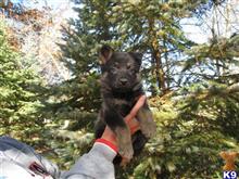 german shepherd puppy posted by sks