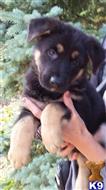 german shepherd puppy posted by sks