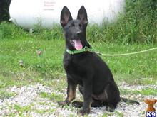 german shepherd puppy posted by sks