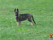 german shepherd puppy posted by sks