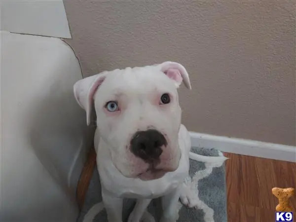 American Pit Bull stud dog