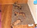 belgian malinois puppy posted by sky27