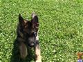 german shepherd puppy posted by sky27