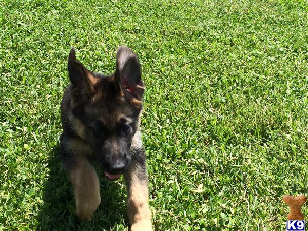 german shepherd puppy posted by sky27