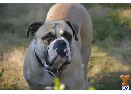 Old English Bulldog