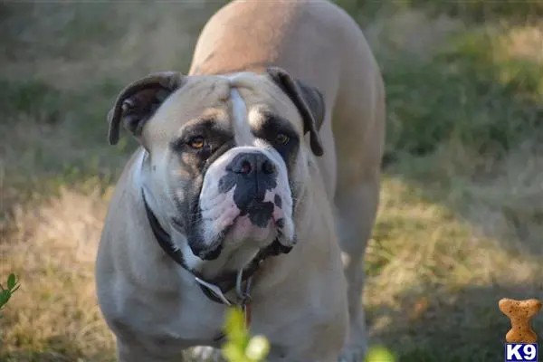 Old English Bulldog stud dog