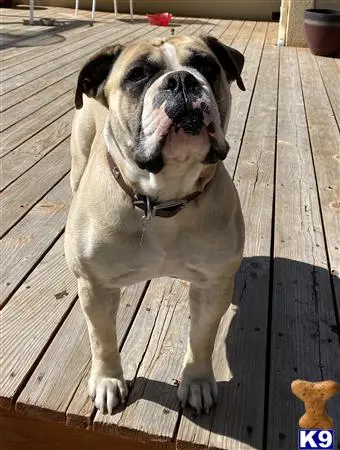 Old English Bulldog stud dog