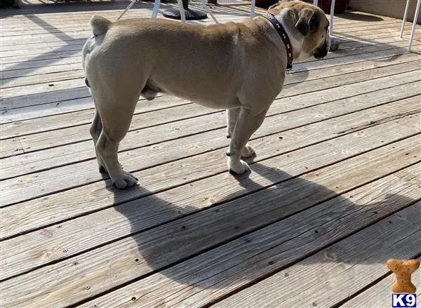 Old English Bulldog stud dog