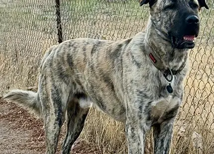 Anatolian Shepherd Dog stud dog: Brindle Anatolian Shepherd standing by a fence at sunset