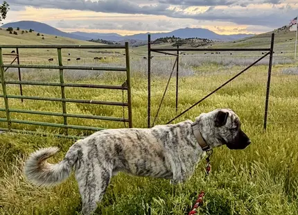 Anatolian Shepherd Dog stud dog: Brindle Anatolian Shepherd standing in a grassy field by a gate