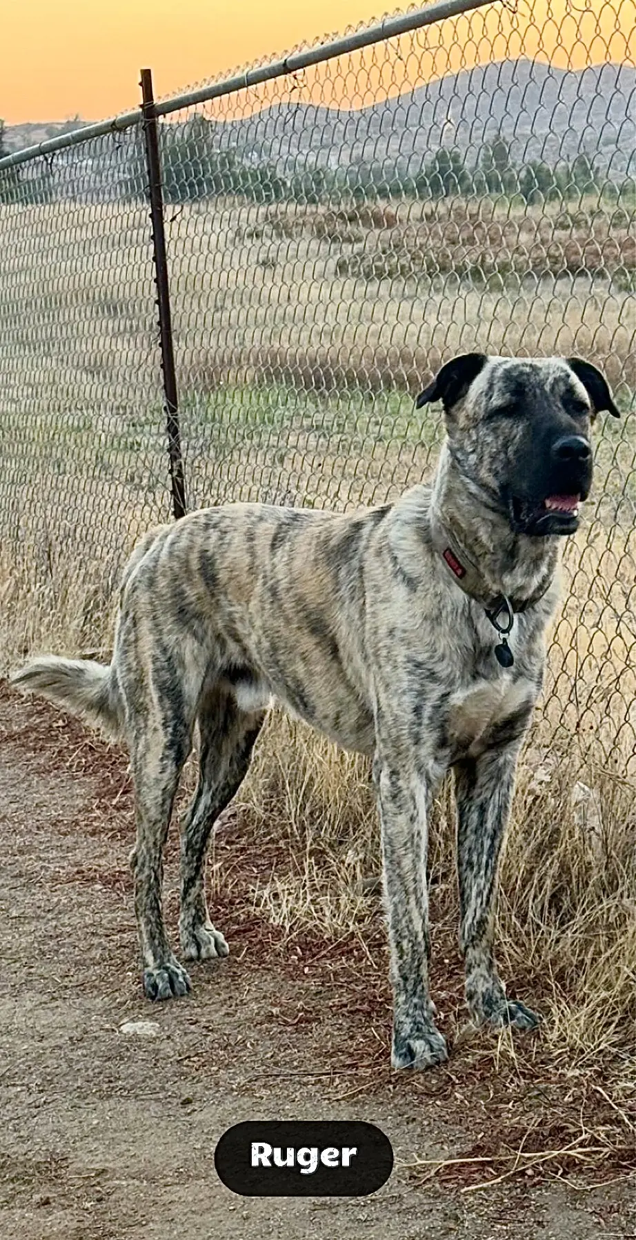 Anatolian Shepherd Dog stud dog: Brindle Anatolian Shepherd standing by a fence at sunset