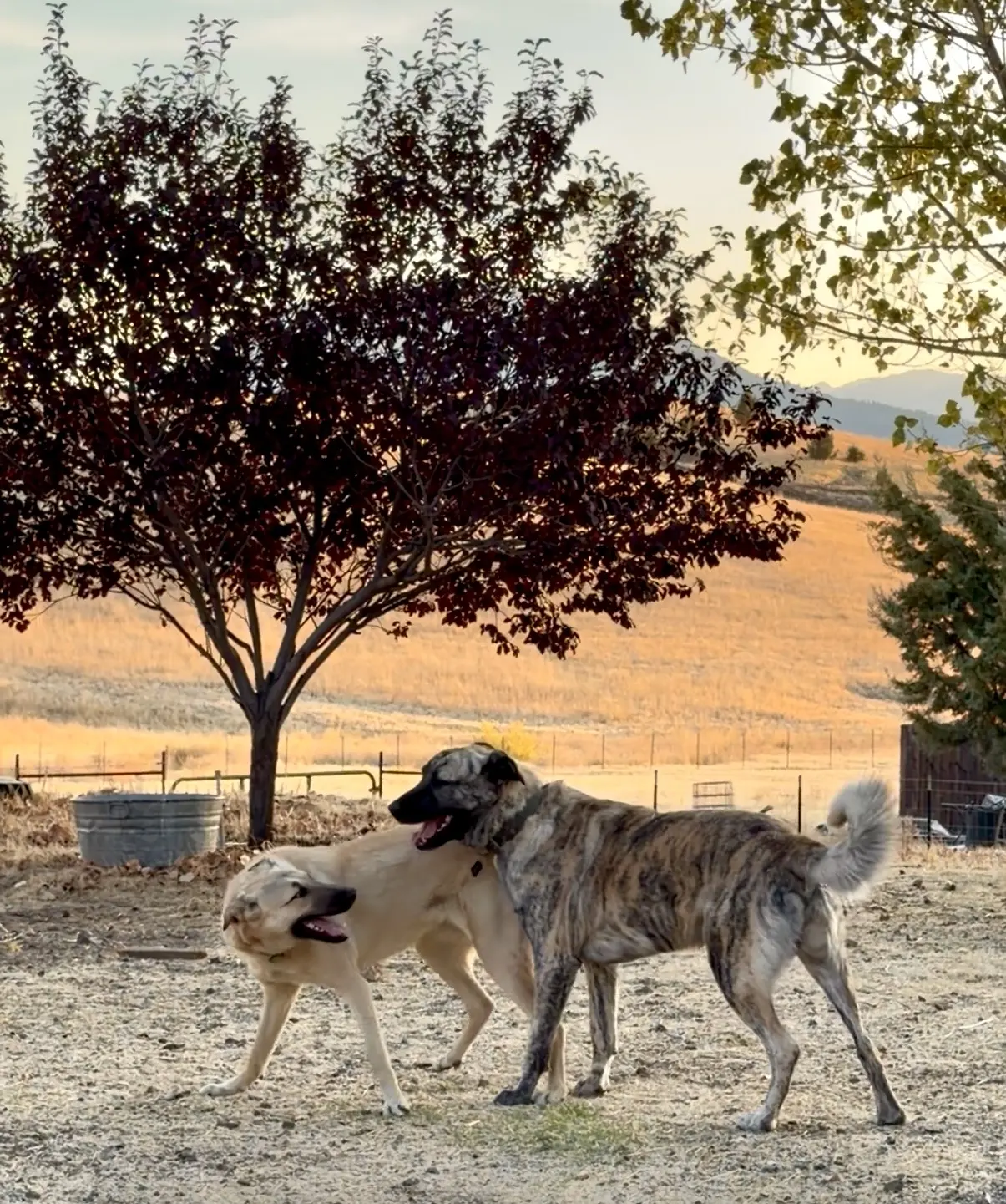 Anatolian Shepherd Dog stud dog: Two Anatolian Shepherd Dogs playing near a tree at sunset
