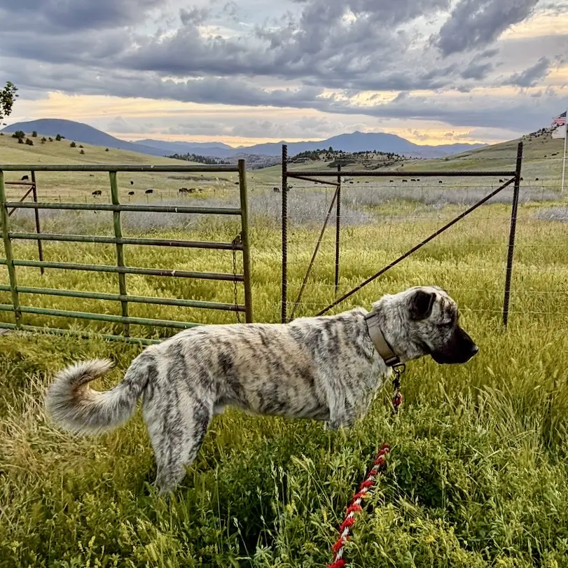 Anatolian Shepherd Dog stud dog: Brindle Anatolian Shepherd standing in a grassy field at sunset