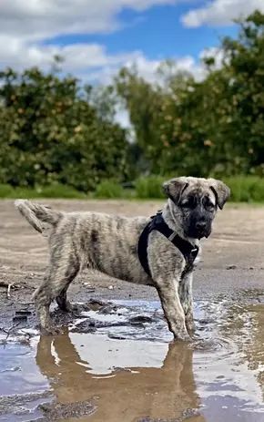 Anatolian Shepherd Dog stud dog: Brindle Anatolian Shepherd puppy standing in shallow water