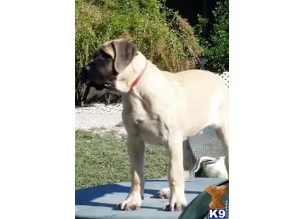 Mastiff