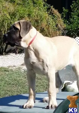 Mastiff puppy for sale