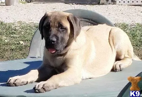 Mastiff puppy for sale