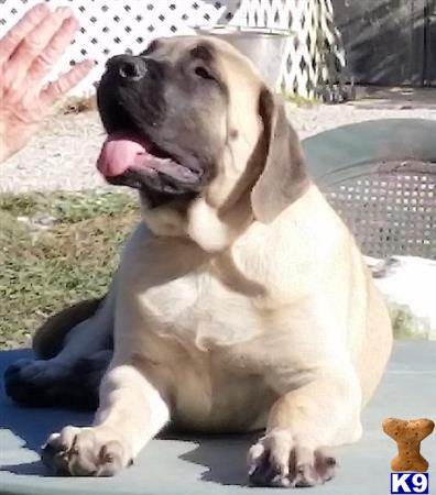 puppy scammer list 2016 mastiff puppy for sale puppy 2 years puppy scammer list 2016 mastiff puppy for sale puppy 2 years