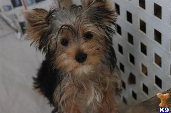 Yorkshire Terrier puppy for sale